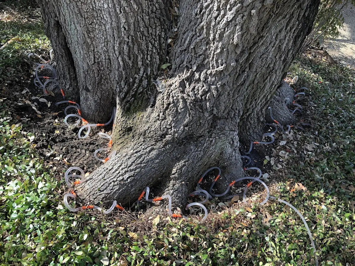Detailed Tree Cabling and Bracing job site in Penitas