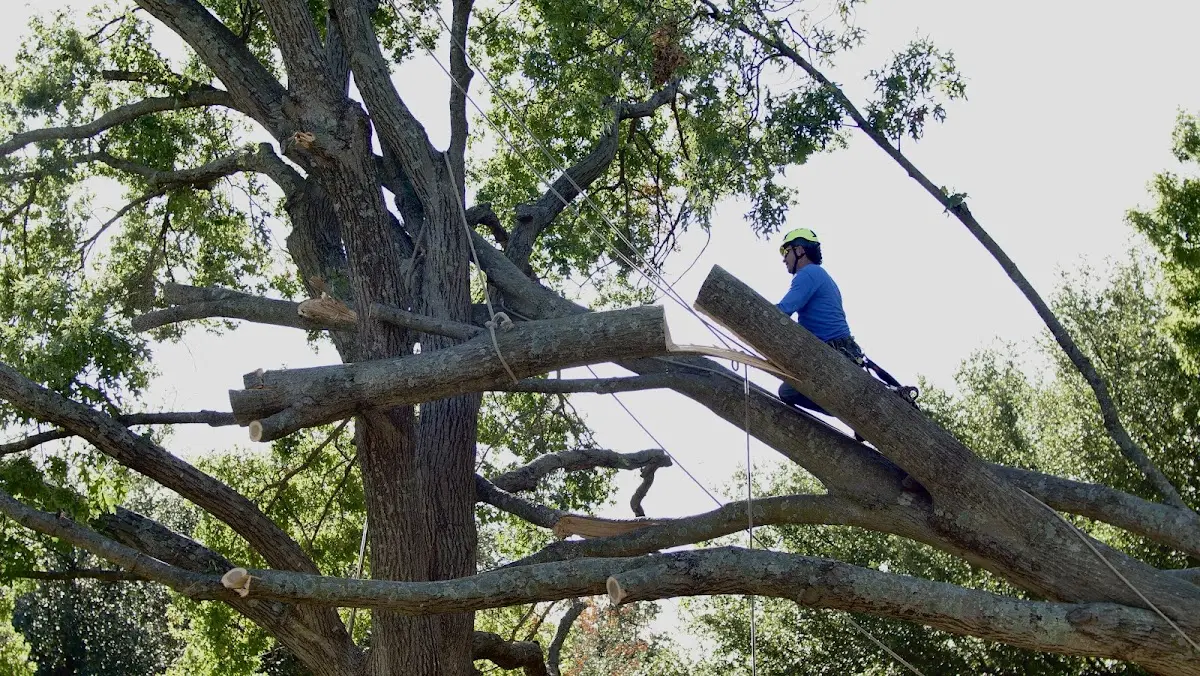 Professional Hazardous Tree Removal performed by certified arborists in Penitas