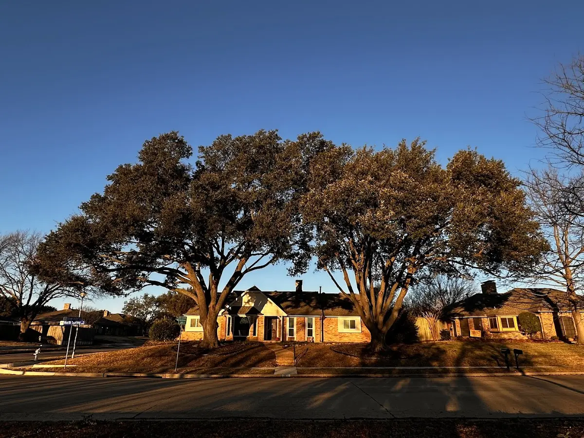 Established residential canopy tree shading a home in Penitas
