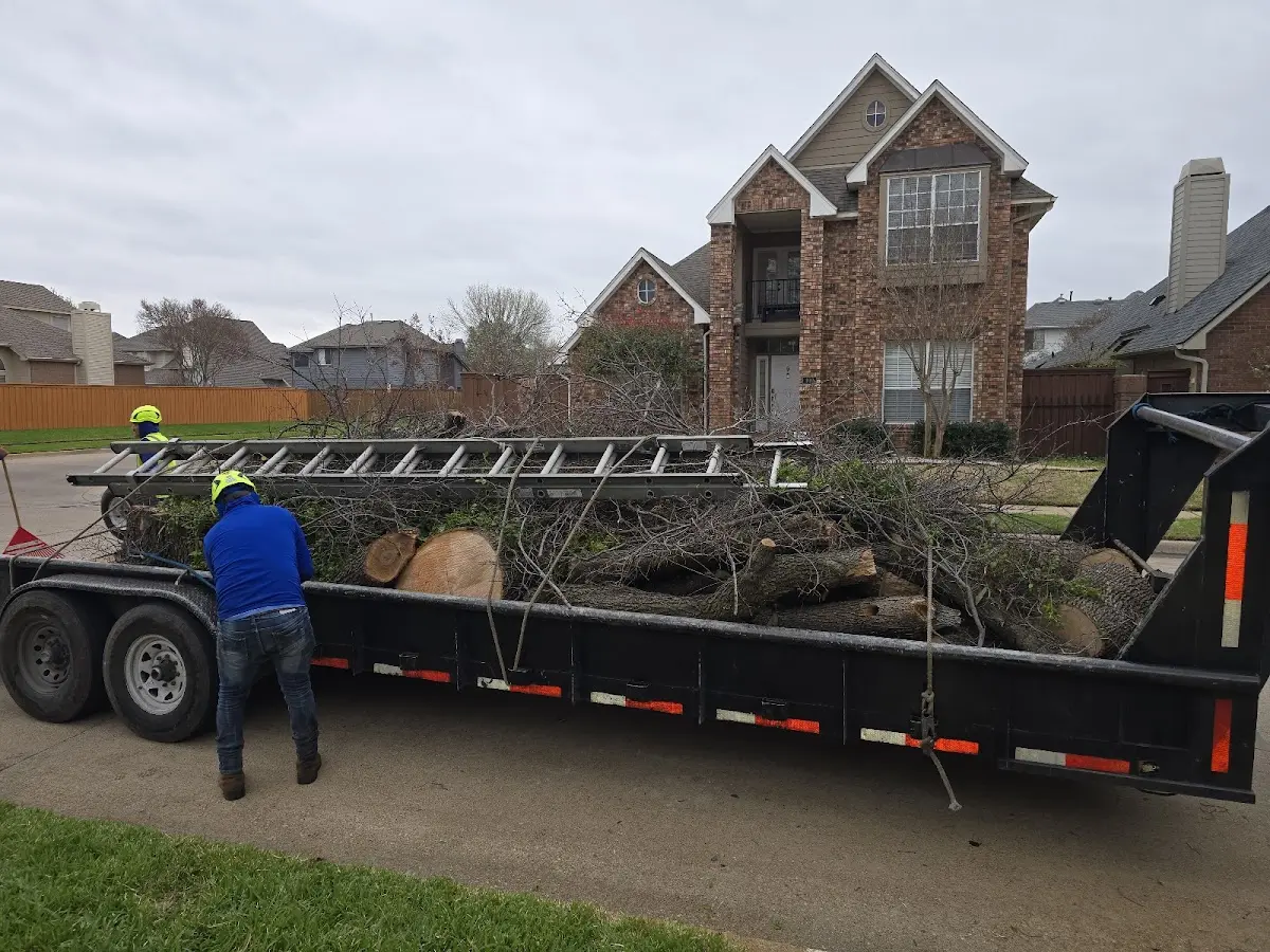 Expert Tree Pest Control with proper safety equipment in Penitas